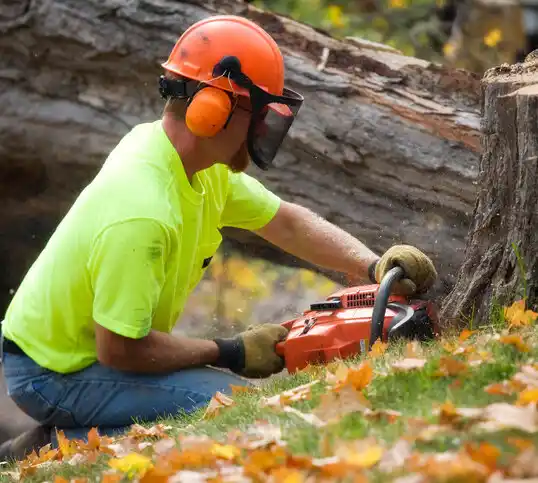 tree services Palenville